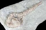 Crinoid (Macrocrinus) Fossil - Crawfordsville, Indiana #99917-2